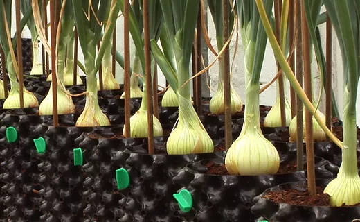 Prize winning onions in Air pot-containers