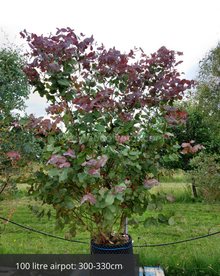 eucalyptus neglecta in 100 litre airpot