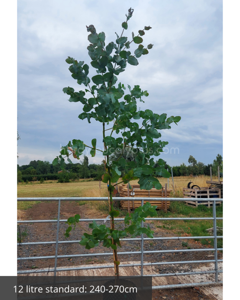 eucalyptus neglecta in 12 litre airpot