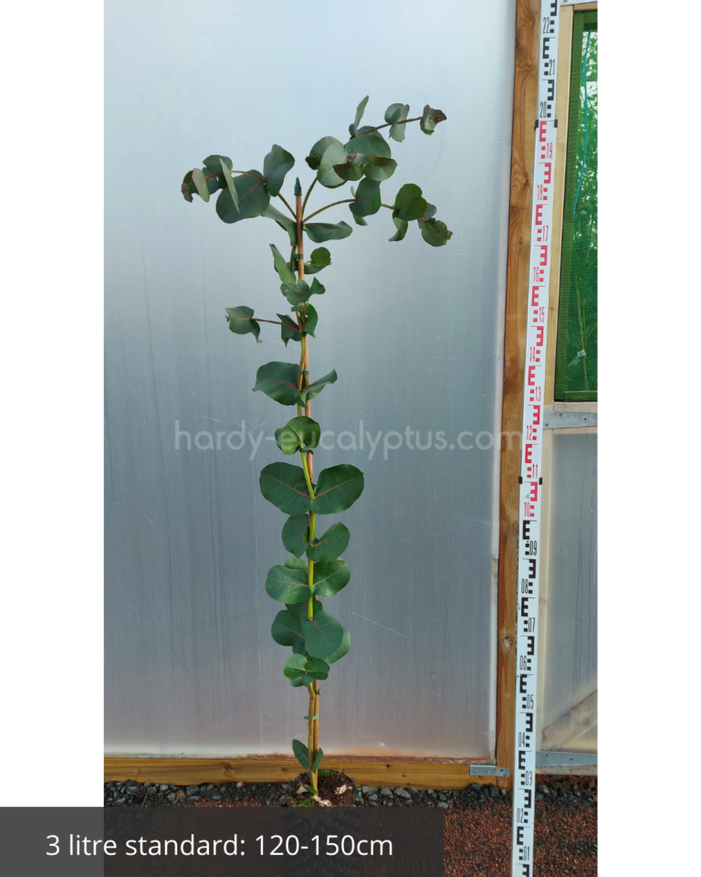 eucalyptus neglecta in 3 litre airpot
