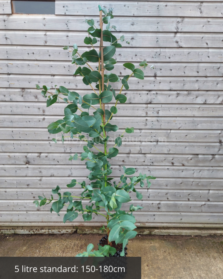 5 litre eucalyptus neglecta in airport