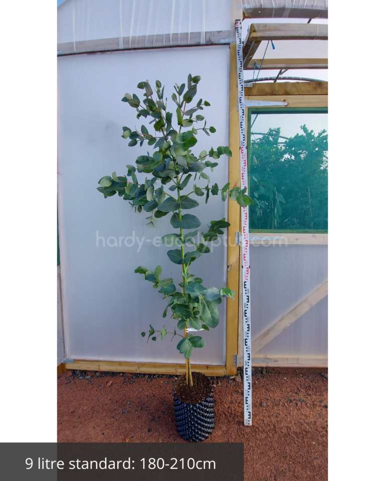 eucalyptus neglecta in 9 litre airpot