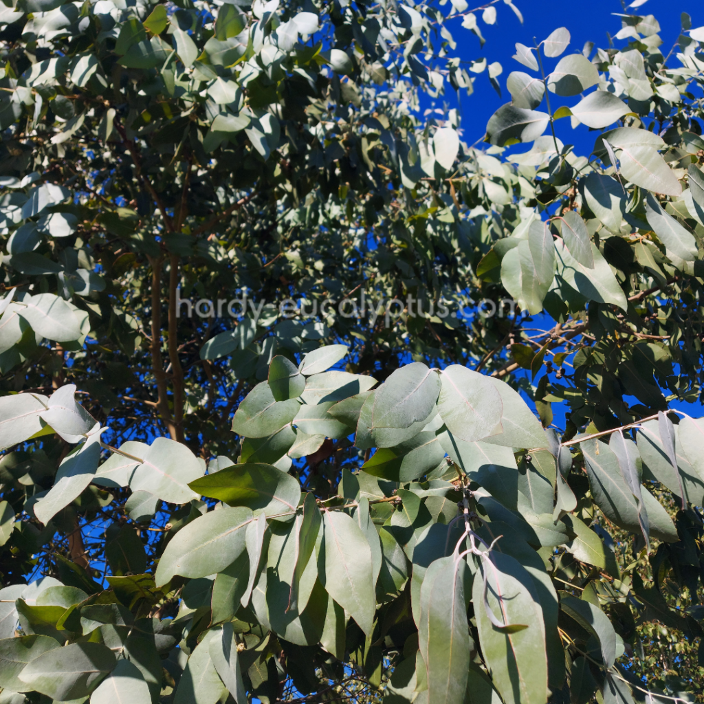 Eucalyptus neglecta 'Dargo Plains'