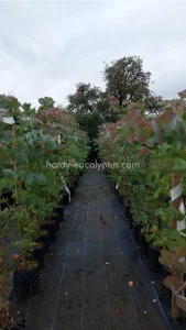 Eucalyptus neglecta 'Dargo Plains' Hardy Eucalyptus Grafton Nursery