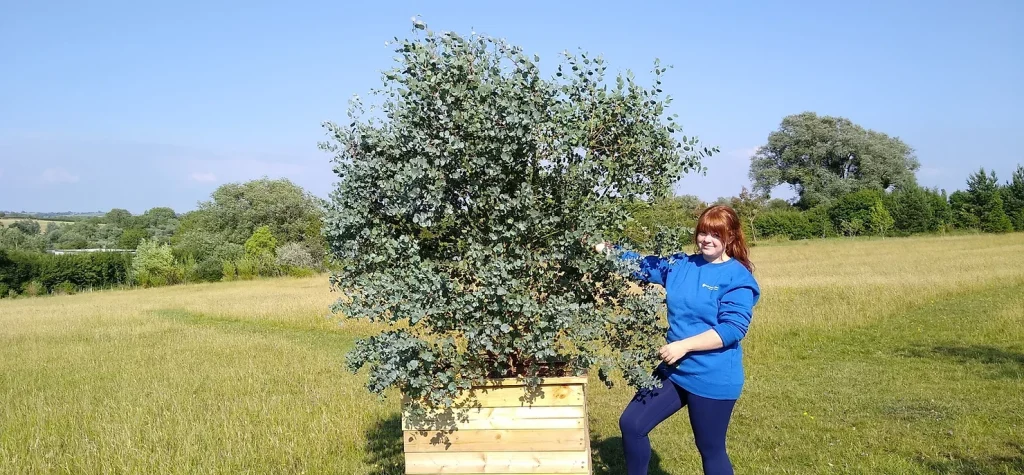 Eucalyptus archeri in timber planter