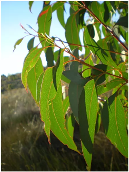 Eucalyptus produce essential oils in glands in their leaves