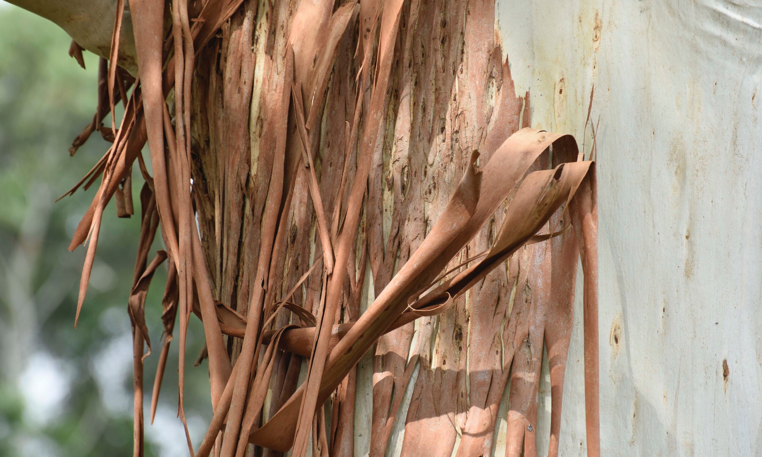 Why do eucalyptus shed their bark? - Hardy Eucalyptus