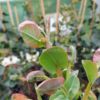 juvenile eucalyptus neglecta foliage