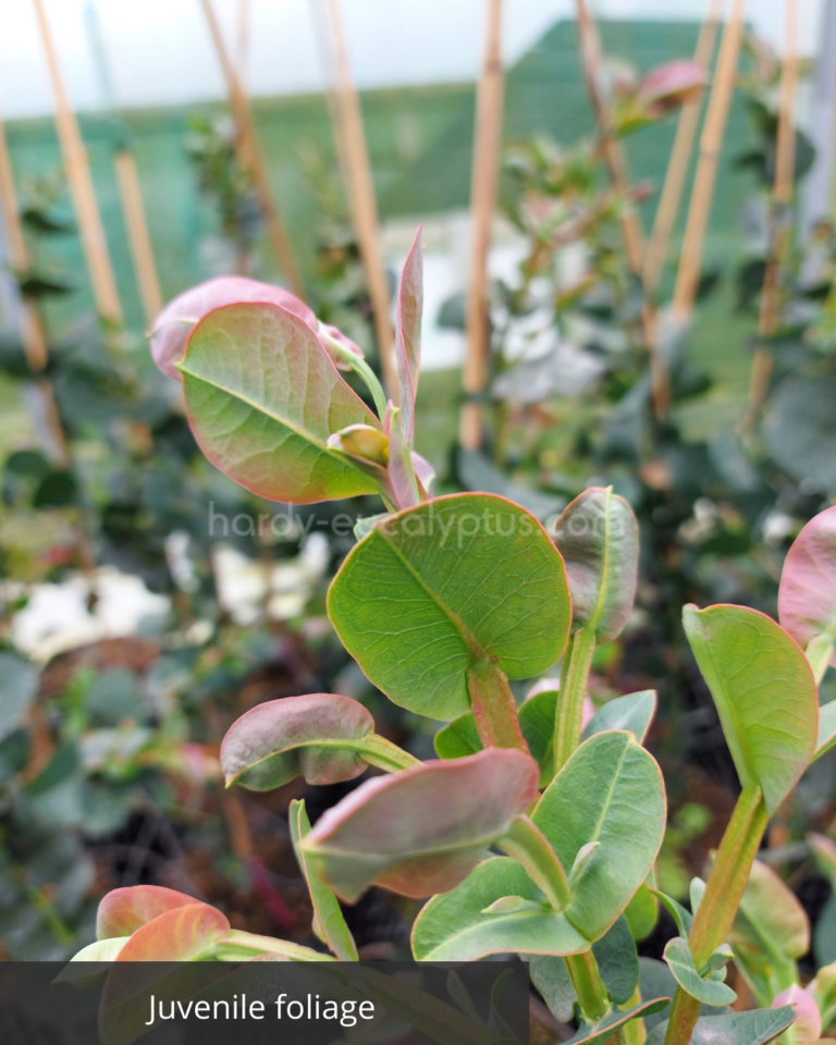 juvenile eucalyptus neglecta foliage
