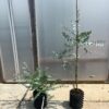 5 litre Baby Blue bush 30-60cm & standard tree 90-120cm
