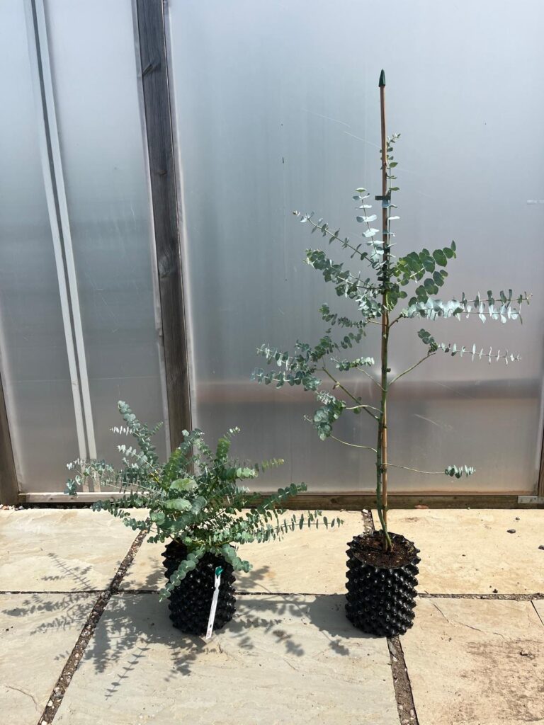 5 litre Baby Blue bush 30-60cm & standard tree 90-120cm