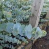 Baby blue close up of foliage