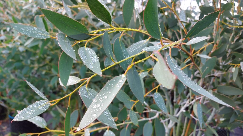 Eucalyptus pauciflora subsp. niphophila 'Mt Bogong'