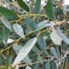 Eucalyptus pauciflora subsp. niphophila 'Mt Bogong'