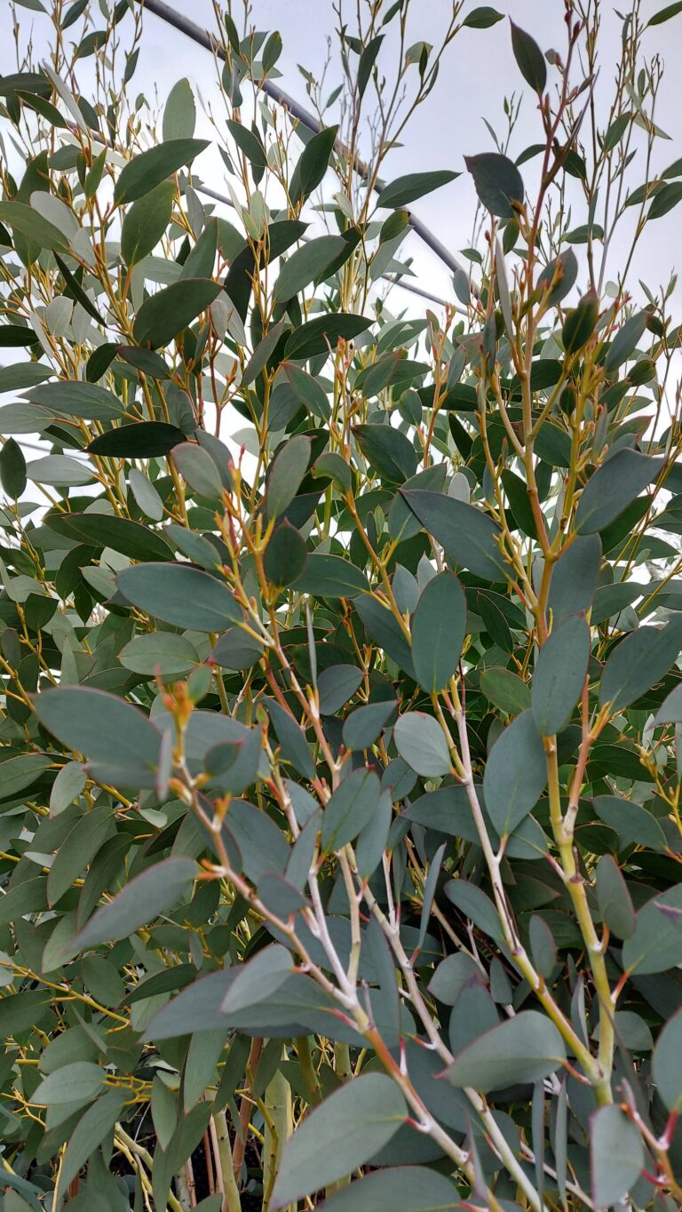 Eucalyptus 'Mount Bogong' foliage
