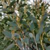 Eucalyptus 'Mount Bogong' foliage