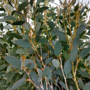 Eucalyptus 'Mount Bogong' foliage