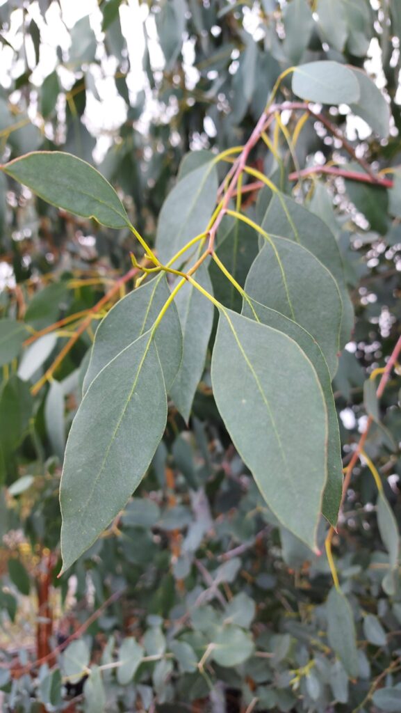 Eucalyptus gunnii 'Silverana'