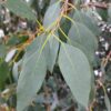 Eucalyptus gunnii 'Silverana'