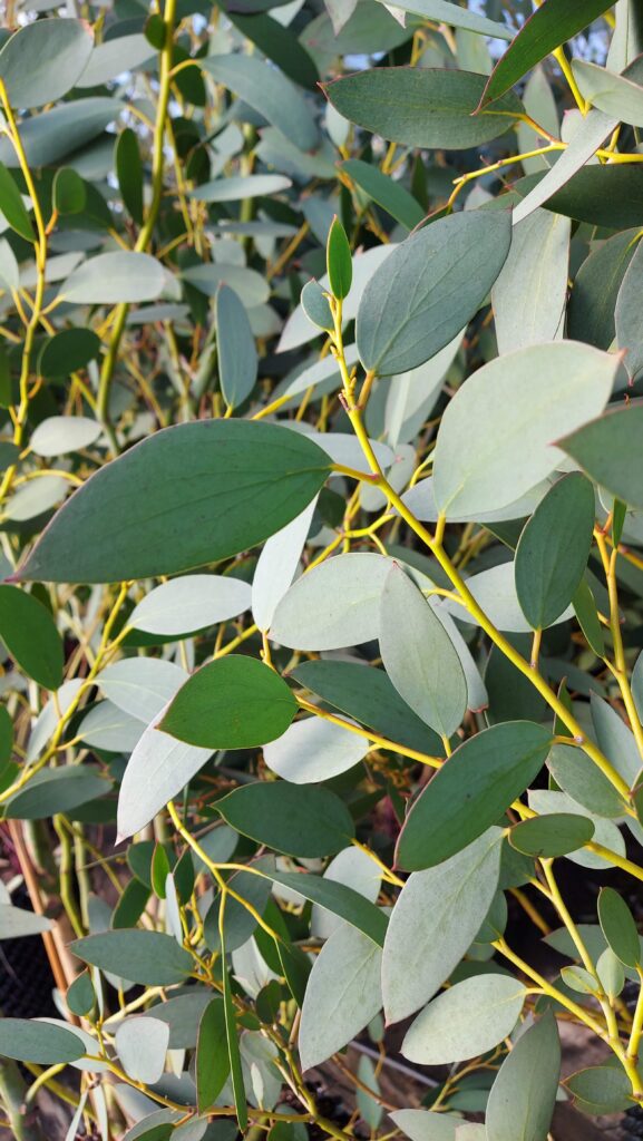 Eucalyptus gunnii 'Silverana'