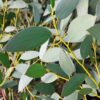 Eucalyptus gunnii 'Silverana'
