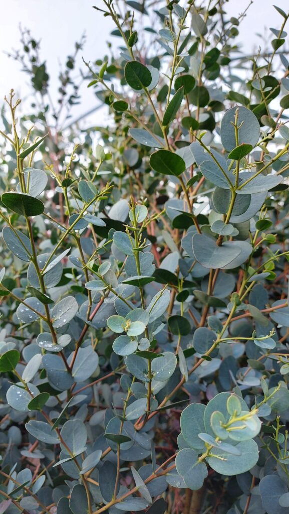 Eucalyptus archeri