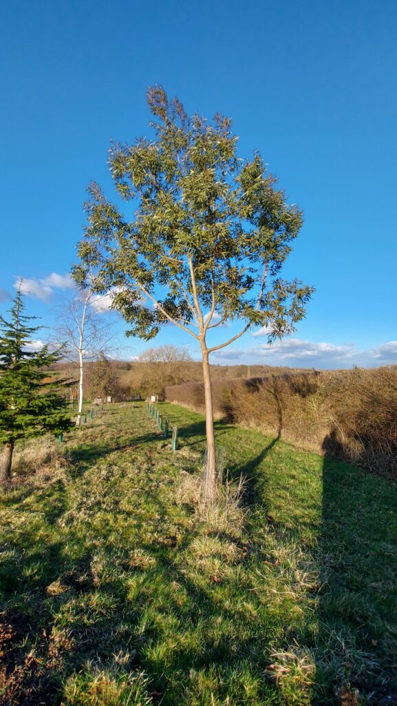 Eucalyptus parvula