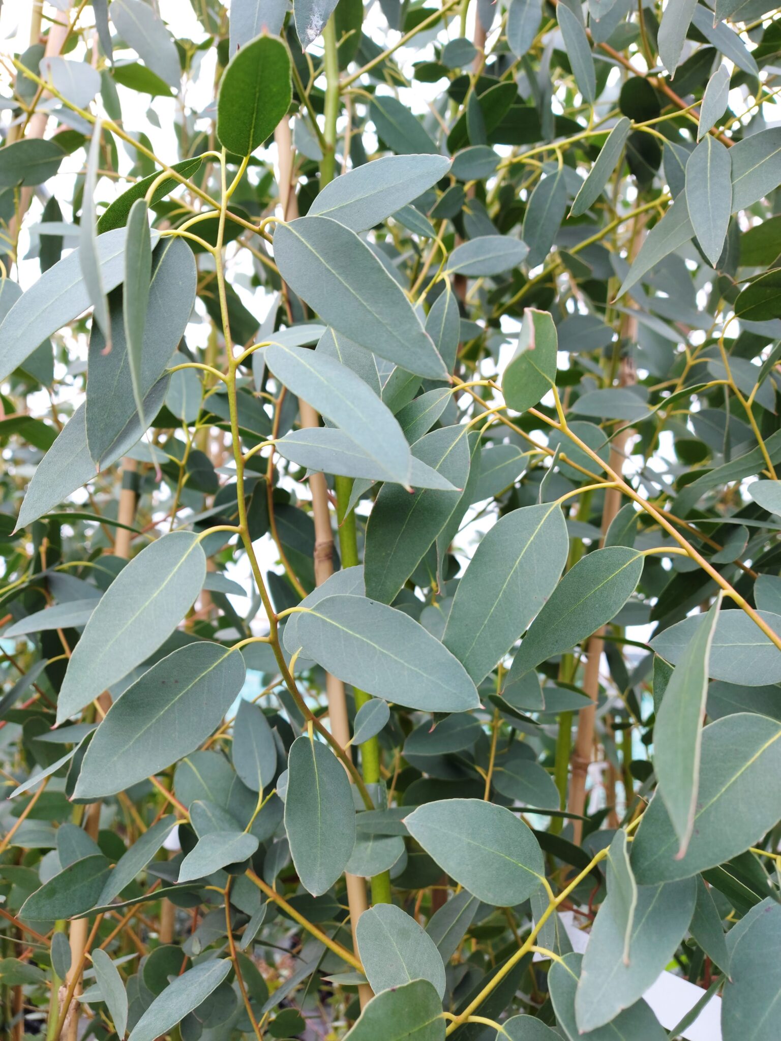 Eucalyptus gunnii 'Silverana' - Silver Cider Gum. 1 of our beautiful 7 ...