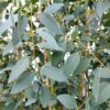 Eucalyptus gunnii 'Silverana'