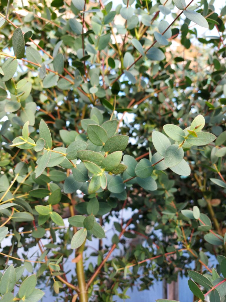 Eucalyptus parvula