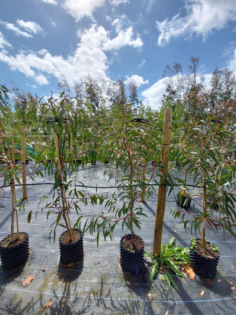 Eucalyptus gregsoniana