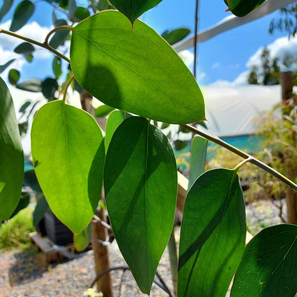 Eucalyptus pauciflora ssp. pauciflora 'Mount Buffalo'