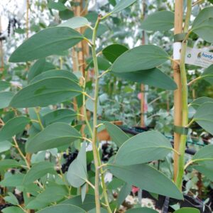 Eucalyptus niphophila