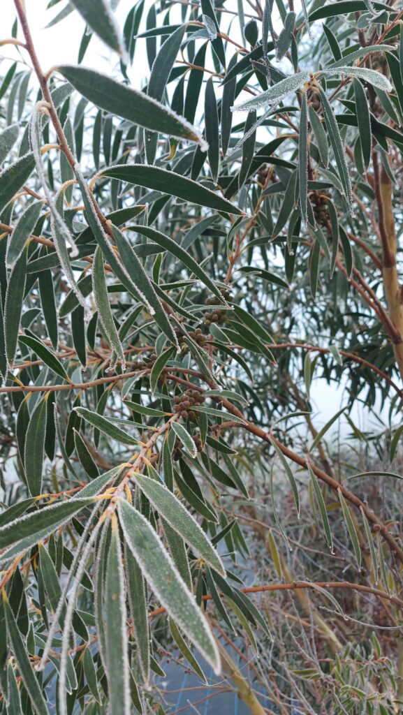 Eucalyptus kybeanensis