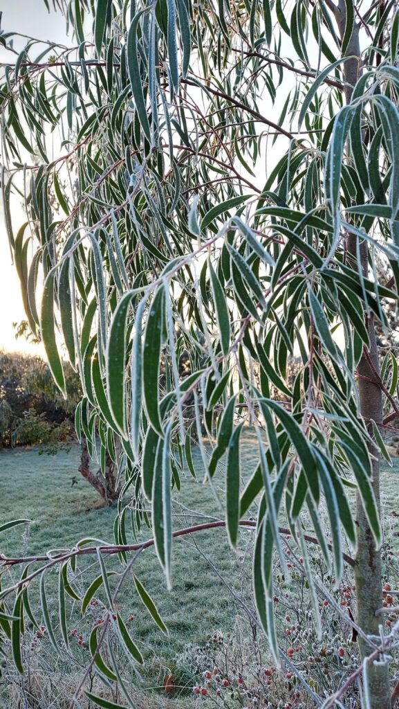 Eucalyptus kybeanensis