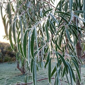 Eucalyptus kybeanensis Grafton Nursery Hardy Eucalyptus