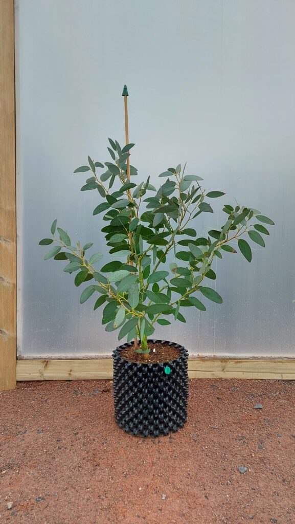 Eucalyptus pauciflora subsp. niphophila 'Mt Bogong'