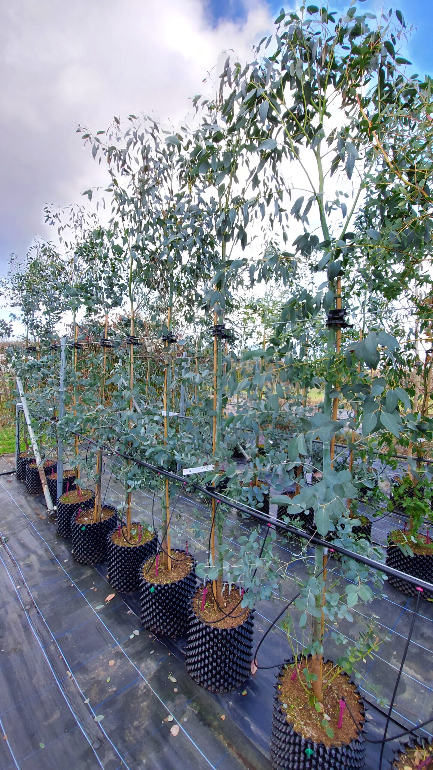 Air-Pot Kits - Hardy Eucalyptus