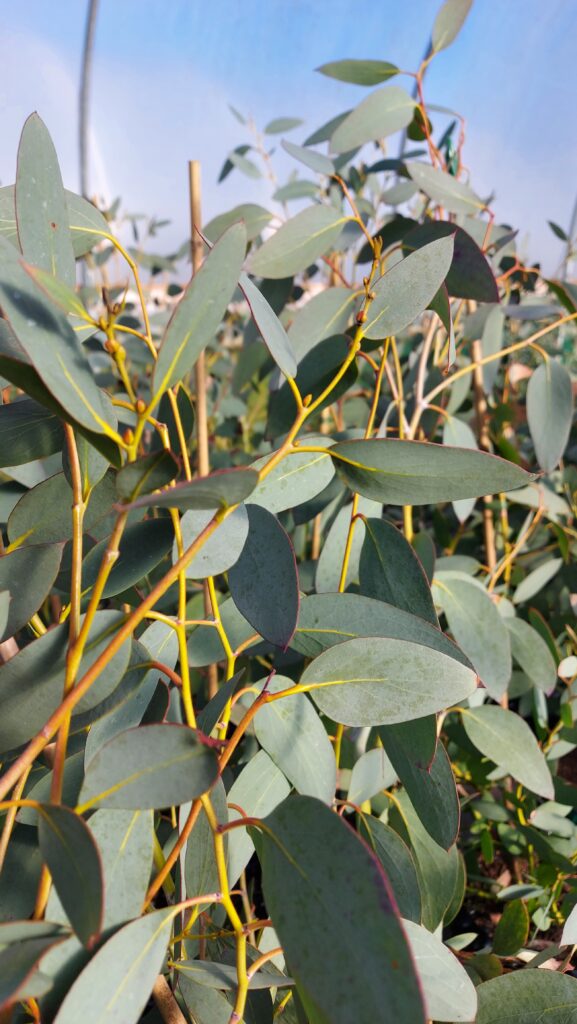 Eucalyptus pauciflora ssp. pauciflora 'Mount Buffalo'