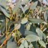 Eucalyptus pauciflora ssp. pauciflora 'Mount Buffalo'