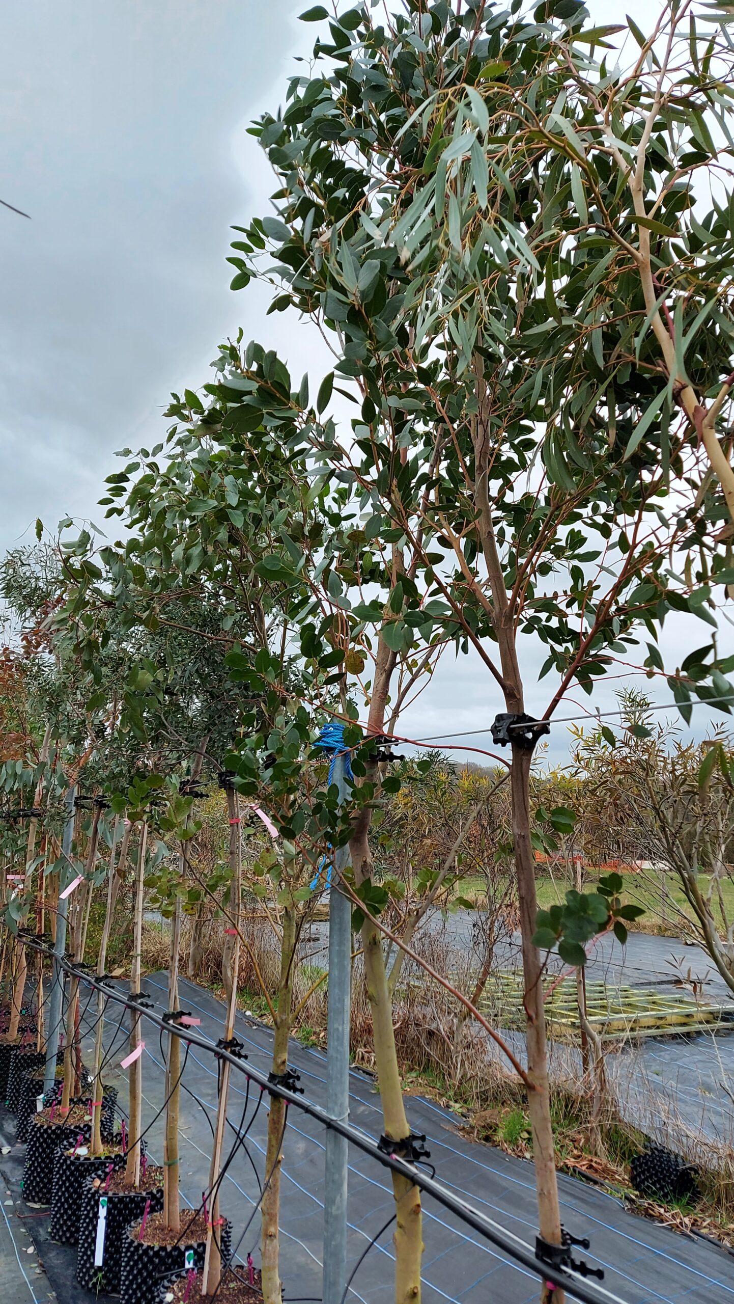 Air-Pot Kits - Hardy Eucalyptus