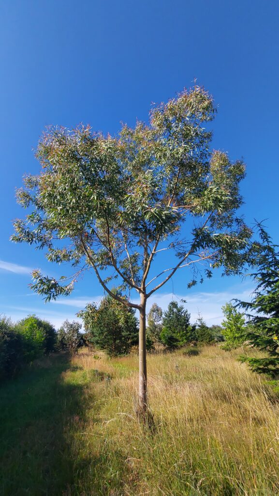 Eucalyptus parvula