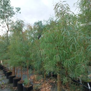 Eucalyptus nicholii