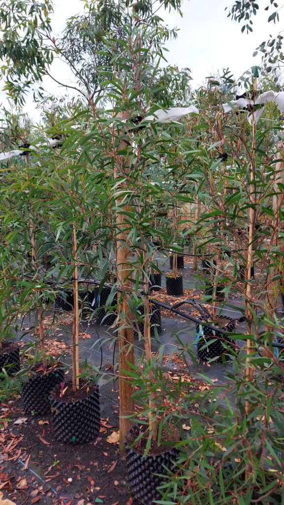 Eucalyptus kybeanensis