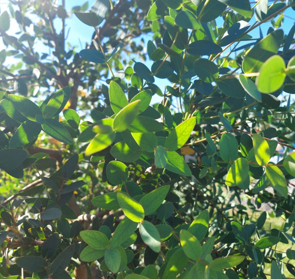 Eucalyptus parvula