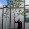 20L archeri 360-400cm tree