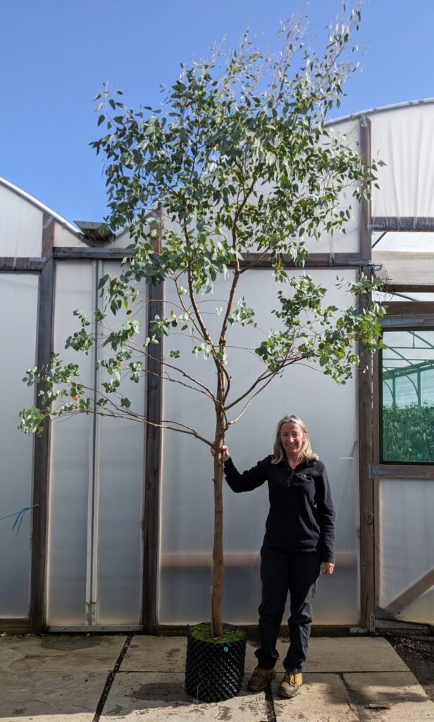 20L archeri 360-400cm tree