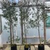 20L azura 240-270cm - group of 3