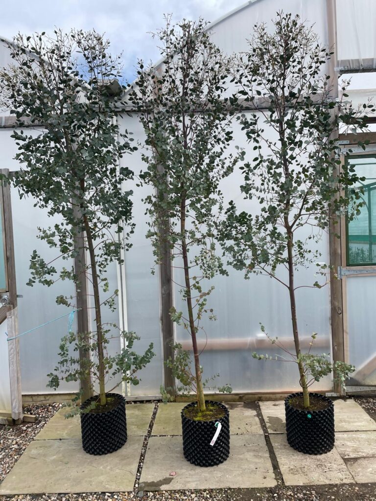 20L azura 240-270cm - group of 3