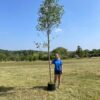 Eucalyptus gunnii 'Azura'